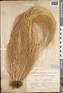 Stipa tirsa Steven, Eastern Europe, Eastern region (E10) (Russia)