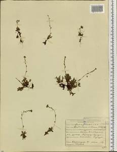 Eritrichium villosum (Ledeb.) Bunge, Siberia, Yakutia (S5) (Russia)