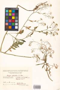 Rorippa sylvestris (L.) Besser, Eastern Europe, Moscow region (E4a) (Russia)