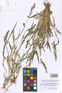 Echinochloa crus-galli (L.) P.Beauv., Eastern Europe, Moscow region (E4a) (Russia)