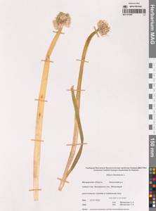 Allium fistulosum L., Siberia, Chukotka & Kamchatka (S7) (Russia)