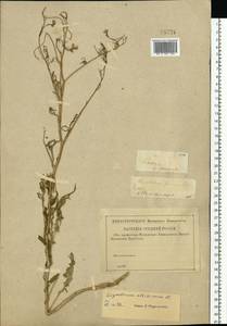 Sisymbrium altissimum L., Eastern Europe, Central forest-and-steppe region (E6) (Russia)