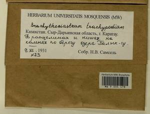 Brachytheciastrum trachypodium (Brid.) Ignatov & Huttunen, Bryophytes, Bryophytes - Middle Asia & Kazakhstan (B16) (Kazakhstan)