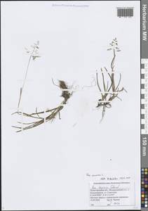 Poa annua L., Eastern Europe, Volga-Kama region (E7) (Russia)