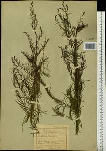 Artemisia dracunculus L., Siberia, Baikal & Transbaikal region (S4) (Russia)