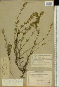 Silene borysthenica (Gruner) Walters, Eastern Europe, Belarus (E3a) (Belarus)