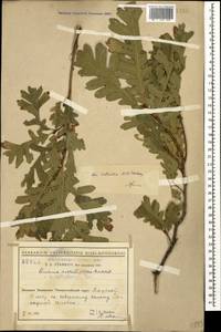 Quercus dalechampii Ten., Caucasus, Black Sea Shore (from Novorossiysk to Adler) (K3) (Russia)