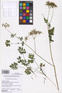 Chaerophyllum temulum L., Eastern Europe, Central forest-and-steppe region (E6) (Russia)