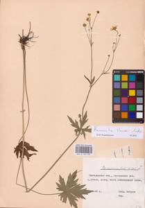 Ranunculus acris subsp. acris, Eastern Europe, Central forest-and-steppe region (E6) (Russia)