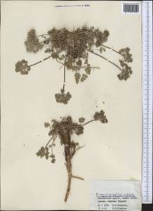 Dimorphosciadium gayoides (Regel & Schmalh.) Pimenov, Middle Asia, Western Tian Shan & Karatau (M3) (Uzbekistan)