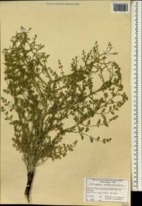Echinophora sibthorpiana Guss., South Asia, South Asia (Asia outside ex-Soviet states and Mongolia) (ASIA) (Iran)