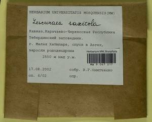 Lescuraea saxicola (Schimp.) Molendo, Bryophytes, Bryophytes - North Caucasus & Ciscaucasia (B12) (Russia)