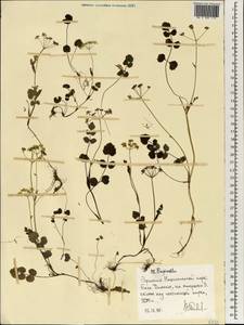 Pimpinella, Africa (AFR) (Ethiopia)
