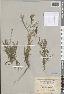 Diptychocarpus strictus (Fisch. ex M.Bieb.) Trautv., Middle Asia, Pamir & Pamiro-Alai (M2) (Uzbekistan)