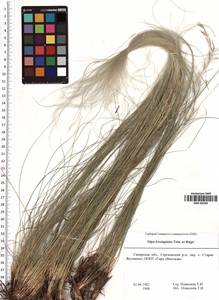 Stipa lessingiana Trin. & Rupr., Eastern Europe, Middle Volga region (E8) (Russia)