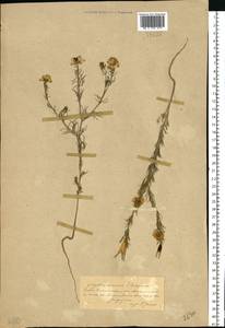 Nigella arvensis L., Eastern Europe, South Ukrainian region (E12) (Ukraine)