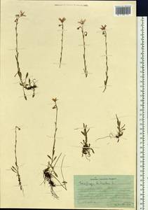 Saxifraga hirculus L., Siberia, Western Siberia (S1) (Russia)
