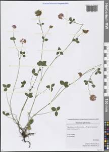 Trifolium hybridum L., Eastern Europe, Eastern region (E10) (Russia)