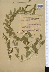 Convolvulus arvensis L., Middle Asia, Northern & Central Kazakhstan (M10) (Kazakhstan)