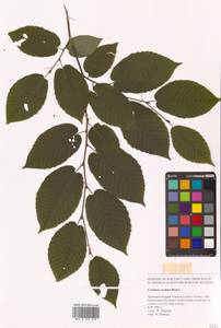 Carpinus cordata Blume, Siberia, Russian Far East (S6) (Russia)