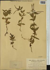 Epilobium alsinifolium Vill., Western Europe (EUR) (Austria)