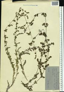 Galium humifusum M.Bieb., Eastern Europe, North Ukrainian region (E11) (Ukraine)