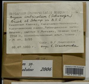 Bryum, Bryophytes, Bryophytes - North Caucasus & Ciscaucasia (B12) (Russia)