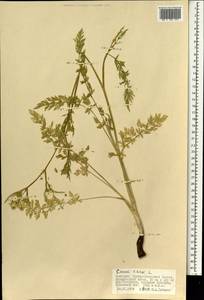 Carum carvi L., Mongolia (MONG) (Mongolia)