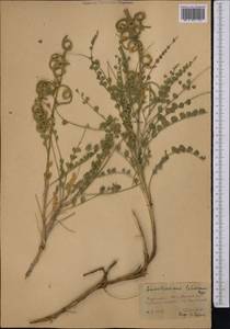 Sophora lehmannii (Bunge) Yakovlev, Middle Asia, Karakum (M6) (Turkmenistan)