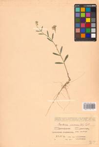 Berteroa incana (L.) DC., Eastern Europe, Lower Volga region (E9) (Russia)