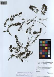 KUZ 026 459, Hydrilla verticillata (L.f.) Royle, Siberia, Altai & Sayany Mountains (S2) (Russia)