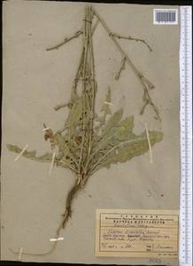 Cichorium pumilum Jacq., Middle Asia, Western Tian Shan & Karatau (M3) (Kazakhstan)