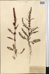 Rumex, Middle Asia, Karakum (M6) (Turkmenistan)