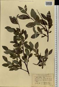 Salix pulchra Cham., Siberia, Western Siberia (S1) (Russia)