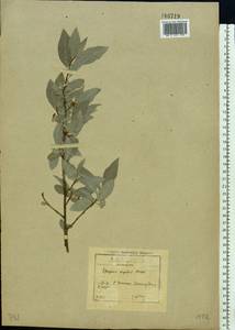 Elaeagnus commutata Bernh. ex Rydb., Eastern Europe, Moscow region (E4a) (Russia)