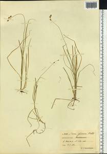 Carex glareosa Schkuhr ex Wahlenb., Siberia, Chukotka & Kamchatka (S7) (Russia)