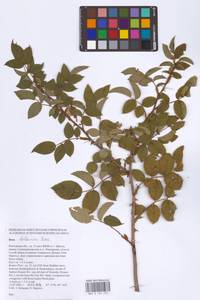 Rosa balsamica Besser, Eastern Europe, Rostov Oblast (E12a) (Russia)