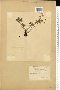 Potentilla thuringiaca subsp. goldbachii (Rupr.) Th. Wolf, Eastern Europe, Volga-Kama region (E7) (Russia)