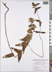 Rhinanthus groenlandicus (Ostenf.) Chab., Eastern Europe, Northern region (E1) (Russia)