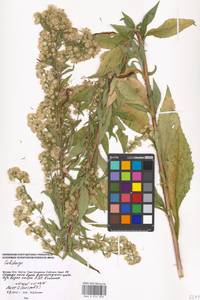 Solidago, Eastern Europe, Moscow region (E4a) (Russia)