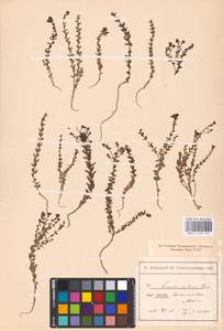 MHA 0 159 194, Linaria cretacea Fisch. ex Spreng., Eastern Europe, North Ukrainian region (E11) (Ukraine)