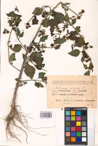 MHA 0 158 746, Solanum nigrum L., Eastern Europe, Lower Volga region (E9) (Russia)