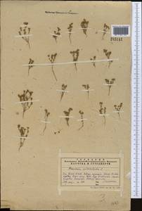 Frankenia pulverulenta, Middle Asia, Western Tian Shan & Karatau (M3) (Kazakhstan)