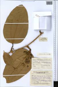 Smilax, South Asia, South Asia (Asia outside ex-Soviet states and Mongolia) (ASIA) (China)