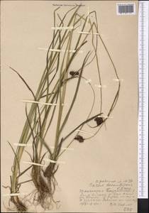 Carex popovii V.I.Krecz., Middle Asia, Western Tian Shan & Karatau (M3) (Uzbekistan)