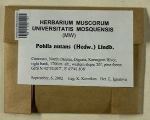 Pohlia nutans (Hedw.) Lindb., Bryophytes, Bryophytes - North Caucasus & Ciscaucasia (B12) (Russia)