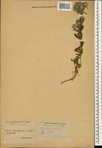 Teucrium polium L., Caucasus, Stavropol Krai, Karachay-Cherkessia & Kabardino-Balkaria (K1b) (Russia)
