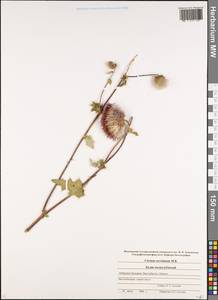 Lophiolepis serrulata (M. Bieb.) Del Guacchio, Bures, Iamonico & P. Caputo, Caucasus, Stavropol Krai, Karachay-Cherkessia & Kabardino-Balkaria (K1b) (Russia)