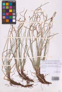 Carex rhizina Blytt ex Lindblom, Eastern Europe, Moscow region (E4a) (Russia)