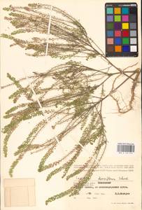 Lepidium densiflorum Schrad., Eastern Europe, Western region (E3) (Russia)
